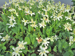 Scheinanemone - Anemopsis californica